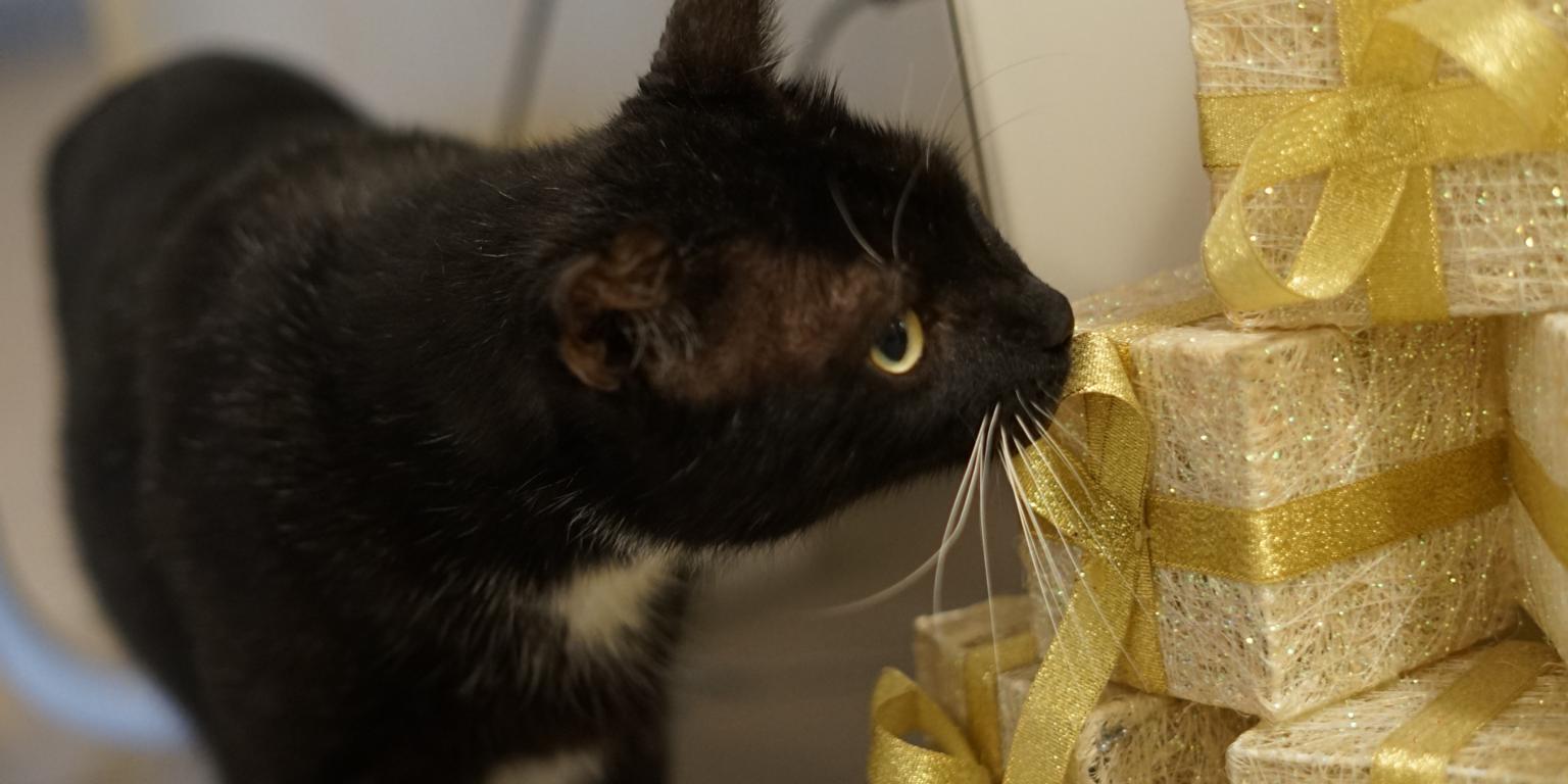 Regalar protección animal